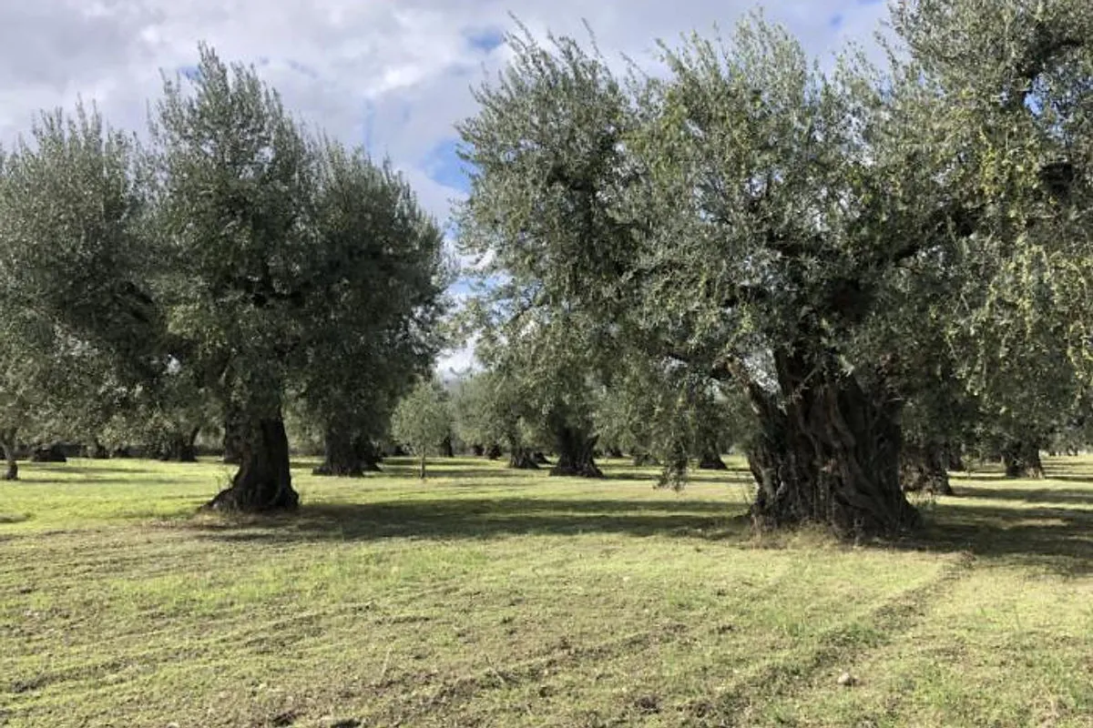 Adotta un Albero