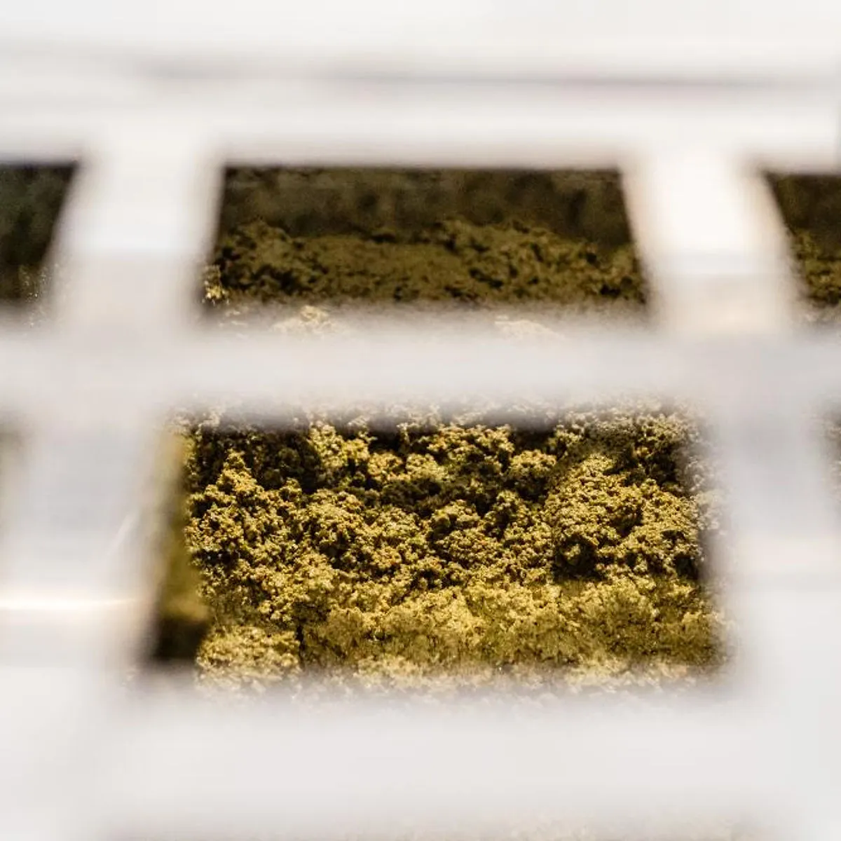 Macchinari di estrazione olio nel frantoio