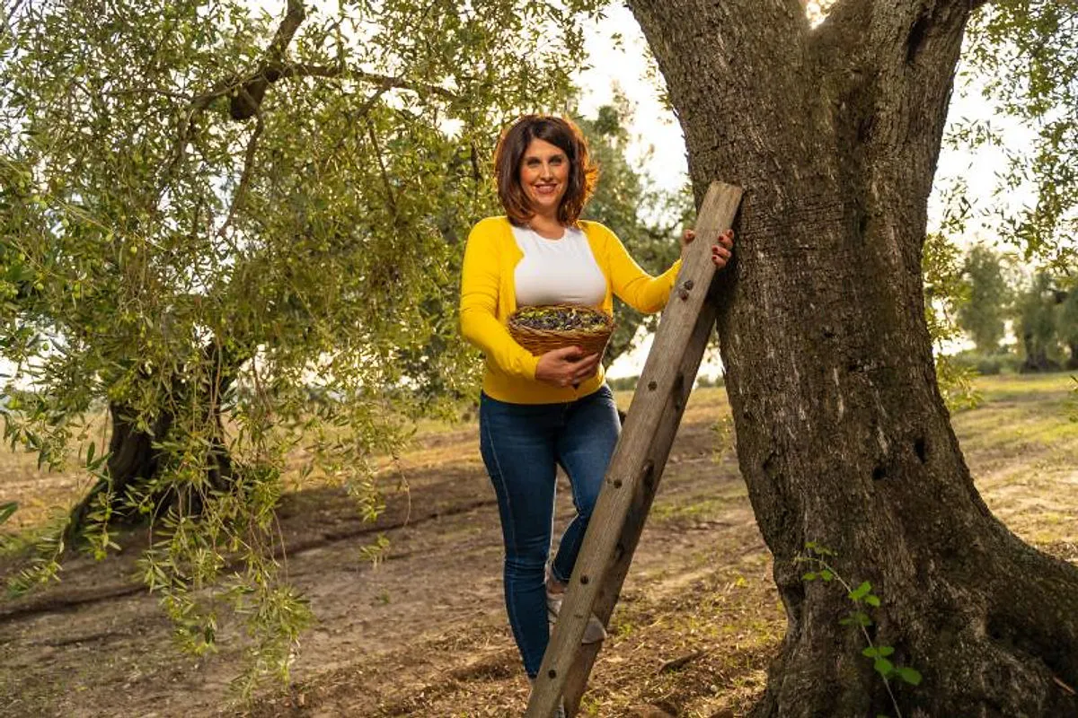 Olive della Daunia pronte per la produzione dell'olio