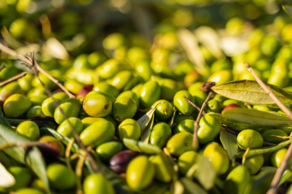 Olio extravergine di oliva appena versato